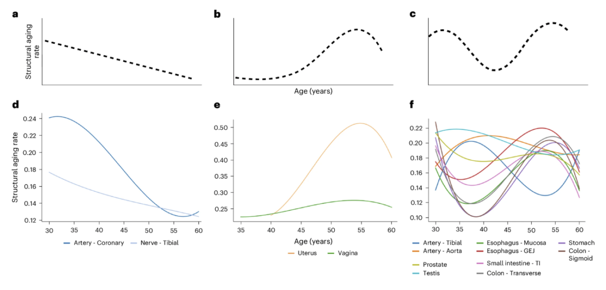 The Human Body May Age in Two Major Bursts
