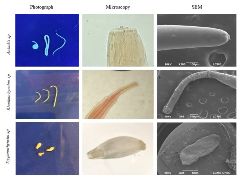 Scientists Find Parasites Swimming in 96 Percent of a Tuna Fish Sample