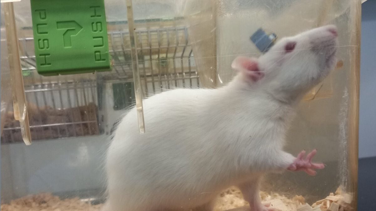 A Brain Implant in Korea Was Just Controlled From More Than 6,500 Miles Away