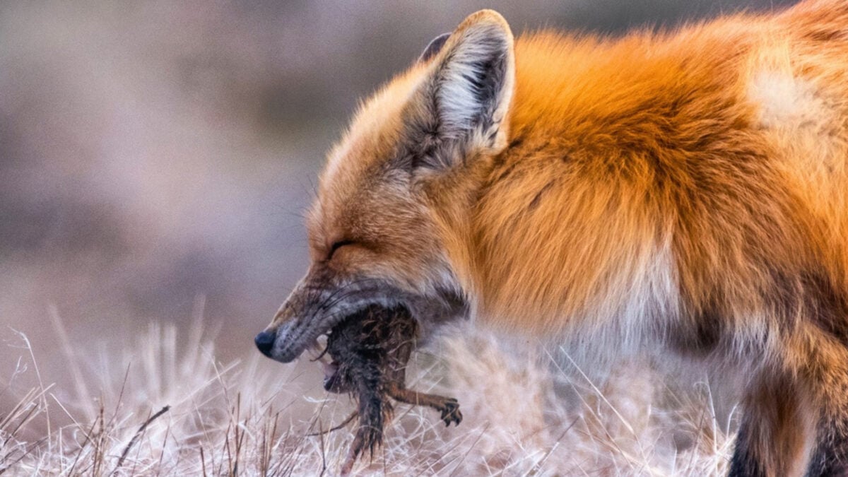 Mrchožrouti se často vyhýbají mršinám evolučně blízkých druhů