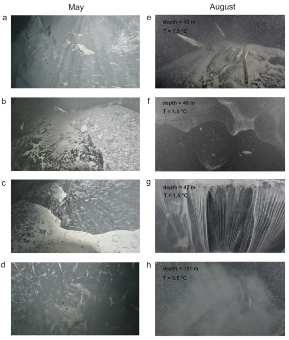 Glimpse a Rare Ocean Ecosystem at The Edge of a Greenland Glacier