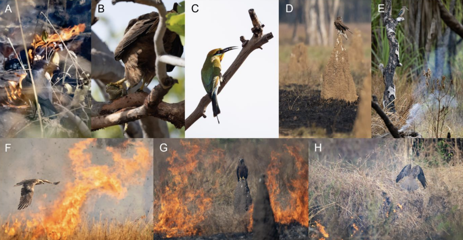 While Other Animals Flee Fire, Raptors Make a Killing : ScienceAlert