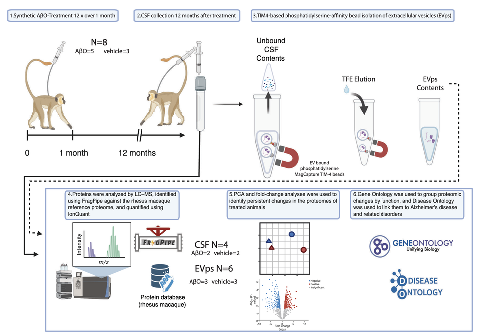 Monkeys Show Alzheimer's-Like Changes Without Memory Loss