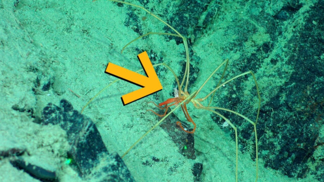 Strange Creatures Seen Riding Giant Sea Spiders in The Midnight Ocean