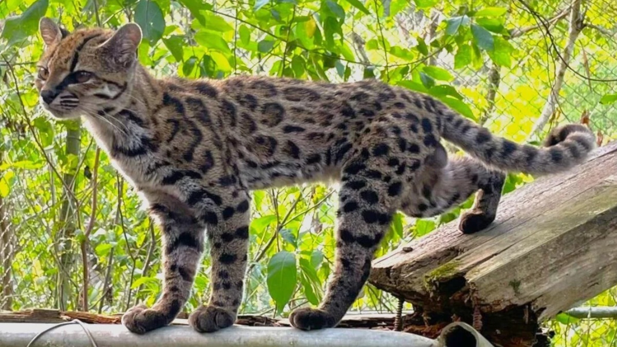 The First New Wild Cat Species Identified in Over a Century Is An Adorably Tiny "Tiger"