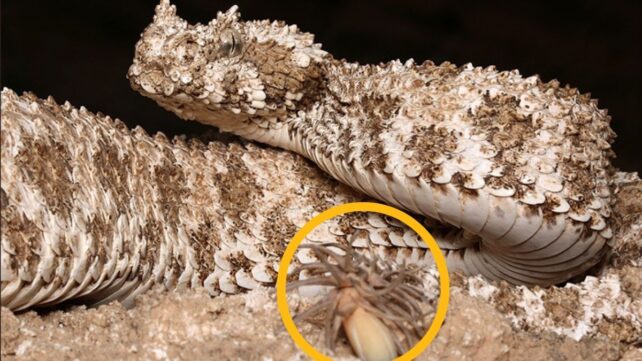 Mysterious Viper With a 'Spider' For a Tail Reveals Another Surprise