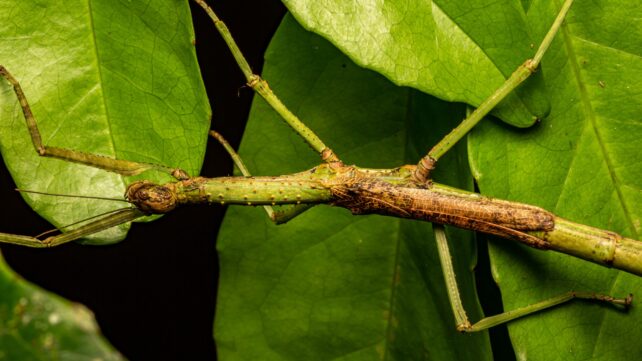 Scientists Found 2 New Stick Insect Species in Australia. One Was Hiding in Plain Sight For 50 Years.