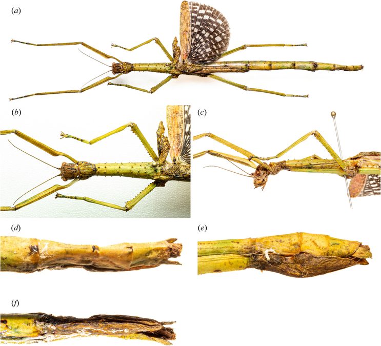 Scientists Find a New Pair of Stick Insects – One From The Rainforest, And Another Hiding in Plain Sight
