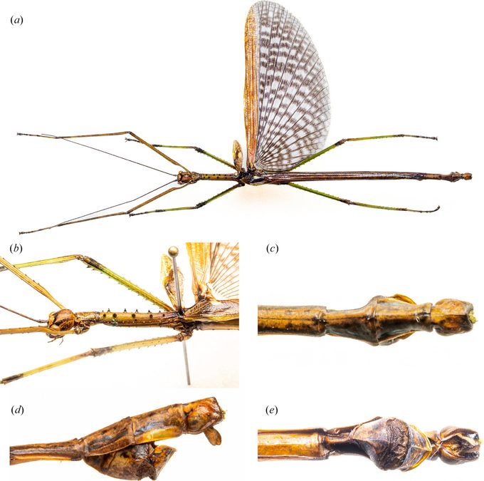 Scientists Find a New Pair of Stick Insects – One From The Rainforest, And Another Hiding in Plain Sight