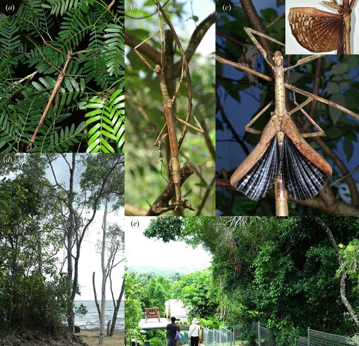 Scientists Find a New Pair of Stick Insects – One From The Rainforest, And Another Hiding in Plain Sight