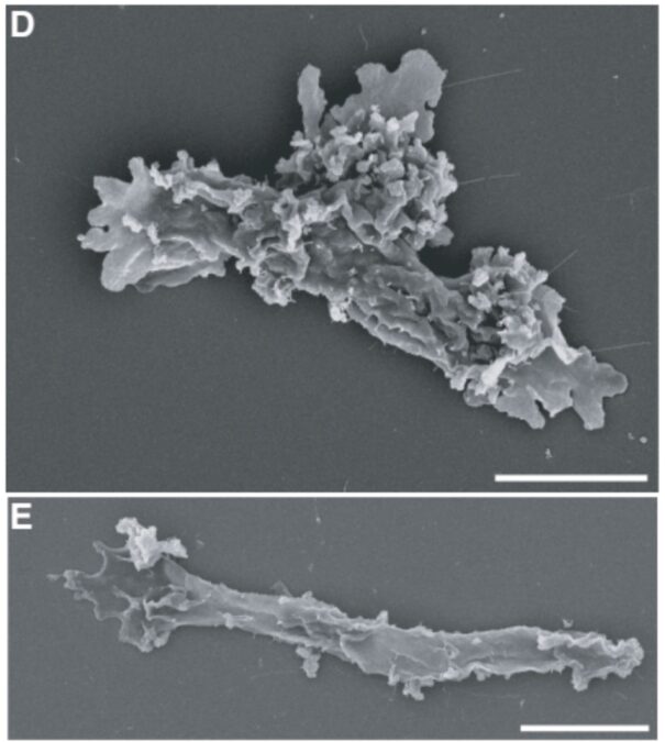 Volcanic Springs Amoeba Breaks Record For Hottest Complex Creature on Our Planet
