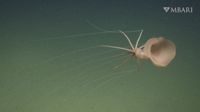 Haunting Encounter With Rare Bigfin Squid Caught 2 Miles Under The Waves