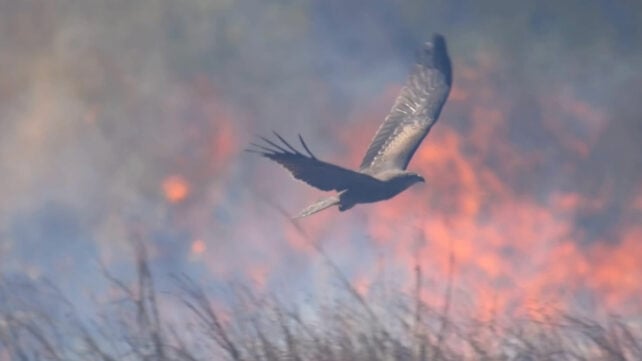 While Other Animals Flee Fire, Raptors Make a Killing