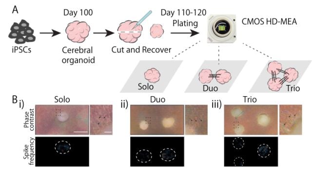 Scientists Connected Human Mini-Brains in a Dish. They Learned to Sense Each Other's Signals