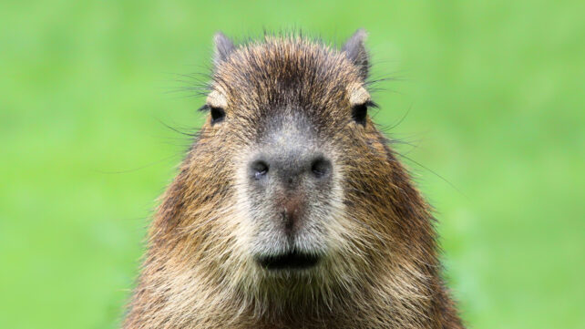 Water-Loving Capybaras Lived in The Atacama Desert 8.8 Million Years Ago