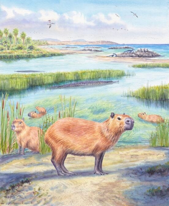 Water-Loving Capybaras Lived in The Atacama Desert 8.8 Million Years Ago