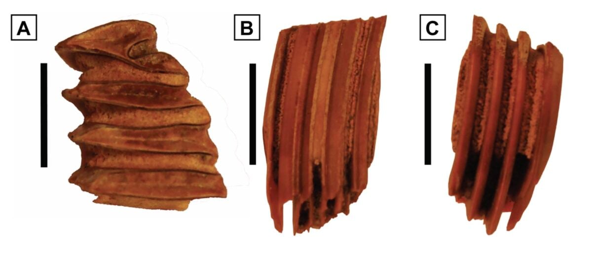 Water-Loving Capybaras Lived in The Atacama Desert 8.8 Million Years Ago