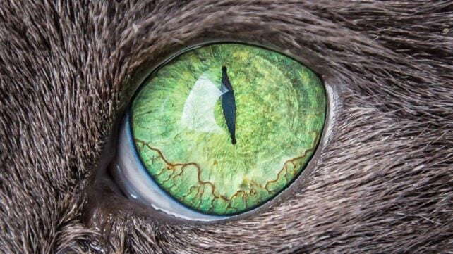 The 'Mind Control' Cat Parasite Manipulating You May Have a Simple Explanation