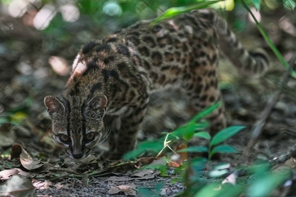 The First New Wild Cat Species Identified in Over a Century Is An Adorably Tiny "Tiger"
