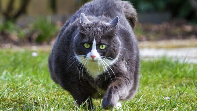Physicists Created a Record-Breaking Schr&ouml;dinger's Cat With Some of The Weirdest Atoms in Physics