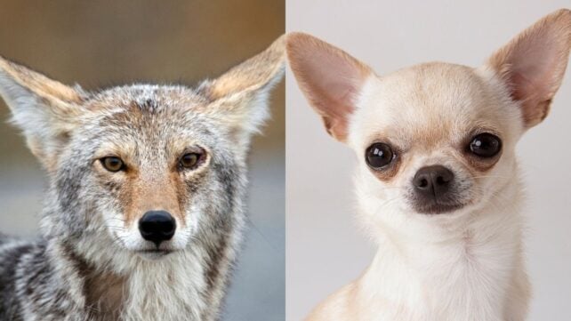 It Turns Out Chihuahuas Are Actually Part Coyote