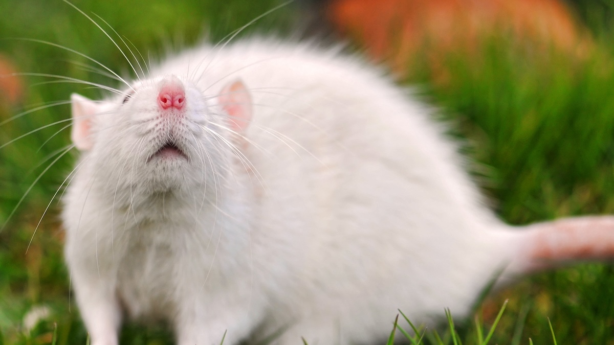 white rat on grass sniffing with nose elevated