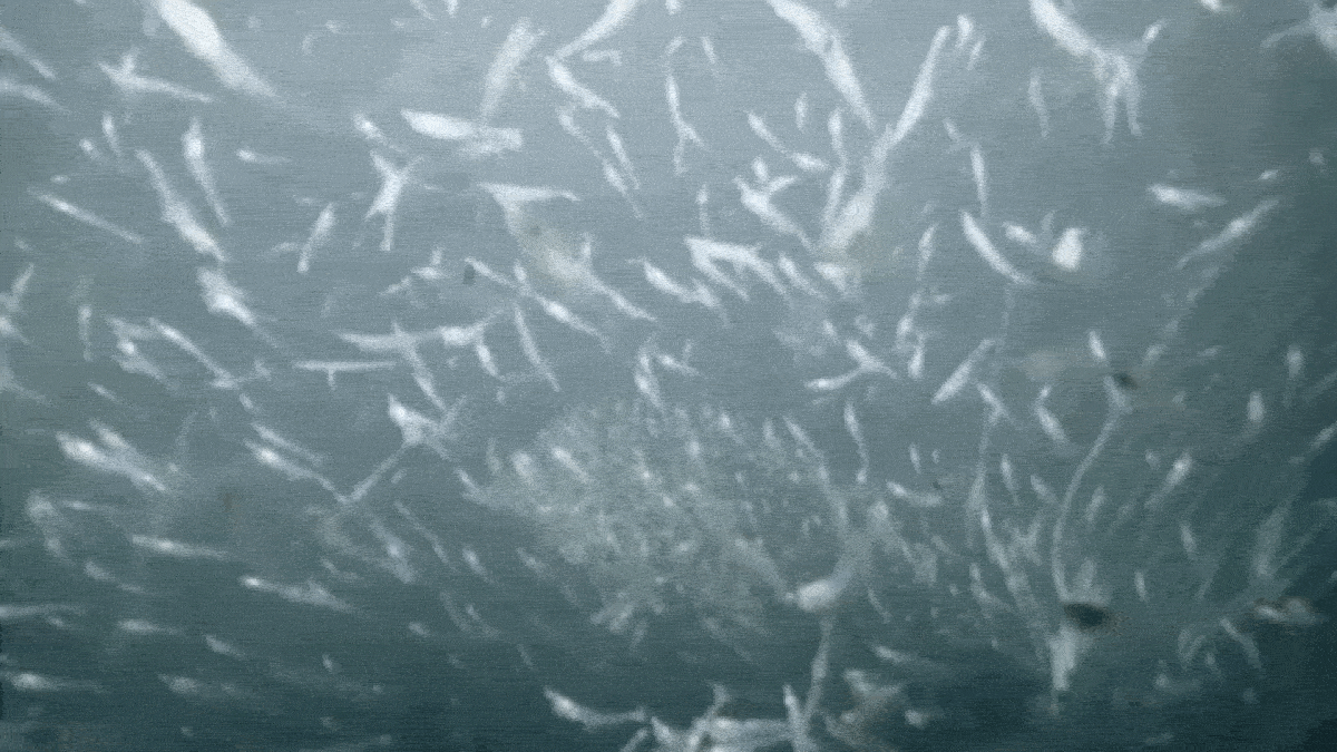 Mesmerizing Video Reveals a Rare Ocean Ecosystem at The Edge of a Greenland Glacier