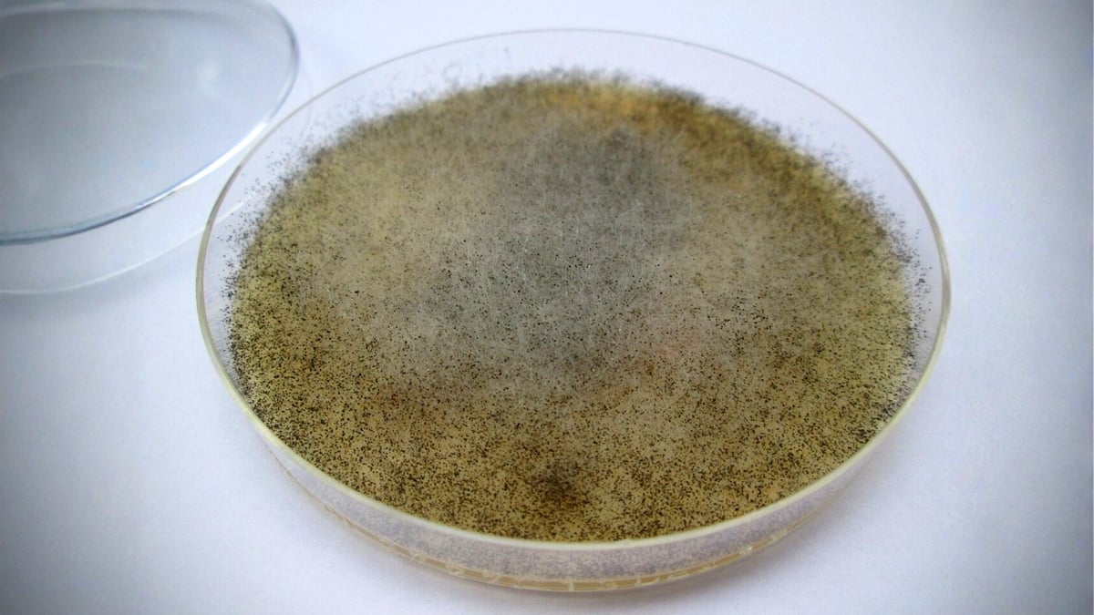 Mold isn't typically something you want growing inside your body.