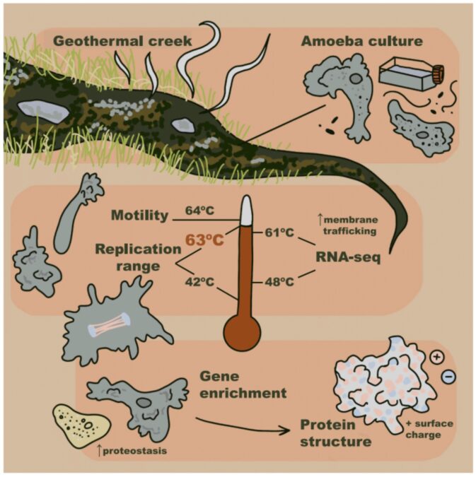 Volcanic Springs Amoeba Breaks Record For Hottest Complex Creature on Our Planet