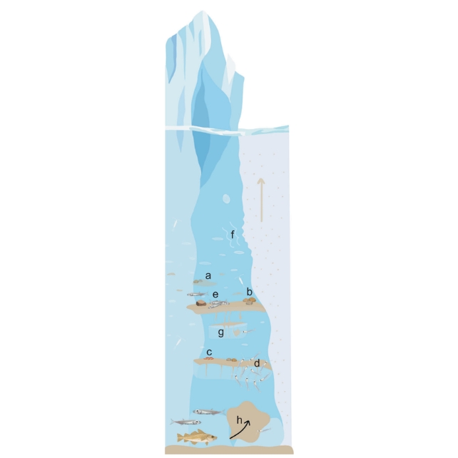Glimpse a Rare Ocean Ecosystem at The Edge of a Greenland Glacier