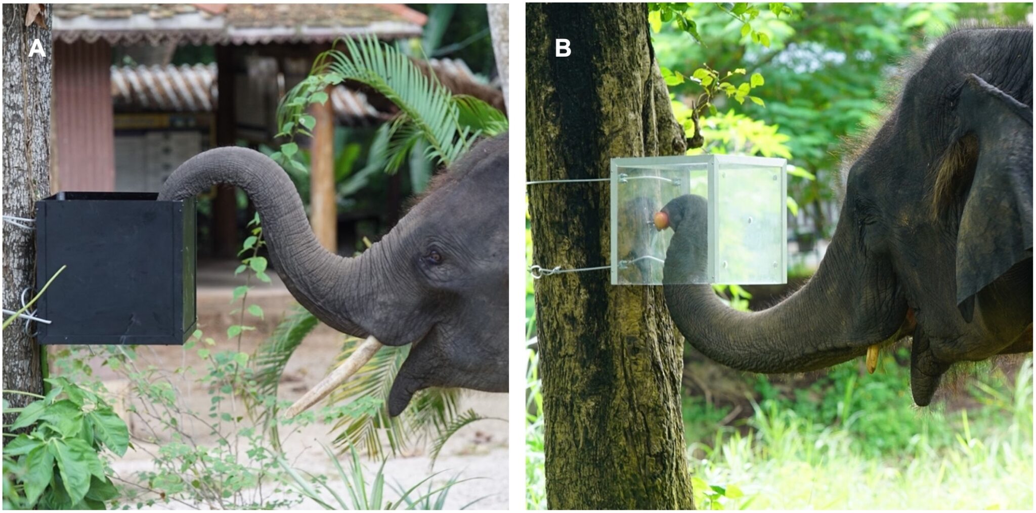 Classic Psychology Test Reveals Elephants Have an Ability Many Humans Struggle With