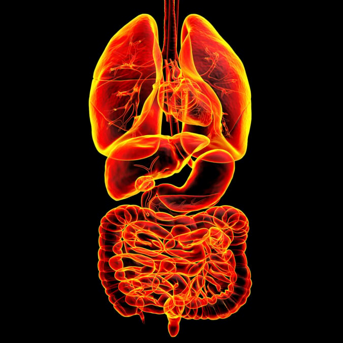 Scientists Uncover a Surprising Gut Connection in Fatal Asthma
