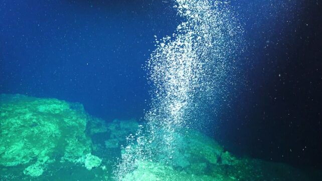 Drilling Accidentally Created a Methane Leak Beneath The South China Sea. Within a Year, Animals Helped 'Plug' It.
