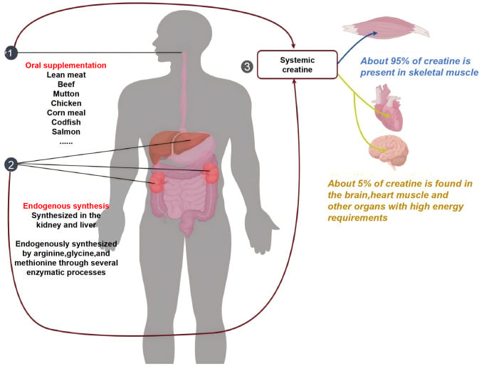 Common Gym Supplement Increased Strength Even Without Exercise in New Trial