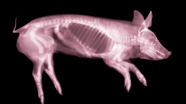 Squeezing a Leg Bone Helped Animals Recover From Brain Injury