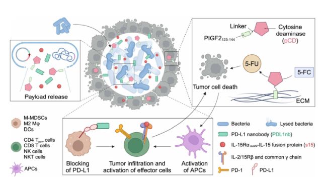 Engineered Probiotic Completely Eradicates 43 Percent of Colorectal Tumors