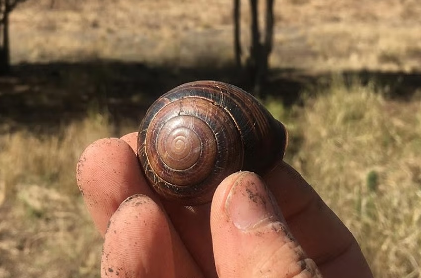 Snails Carry A Surprising Record of Extreme Weather on Their Backs