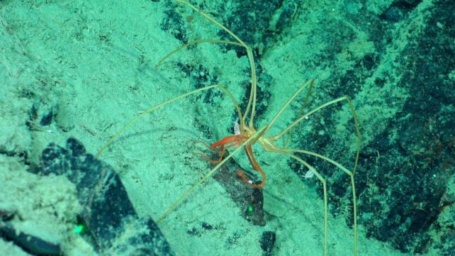 Strange Creatures Seen Riding Giant Sea Spiders in The Midnight Ocean