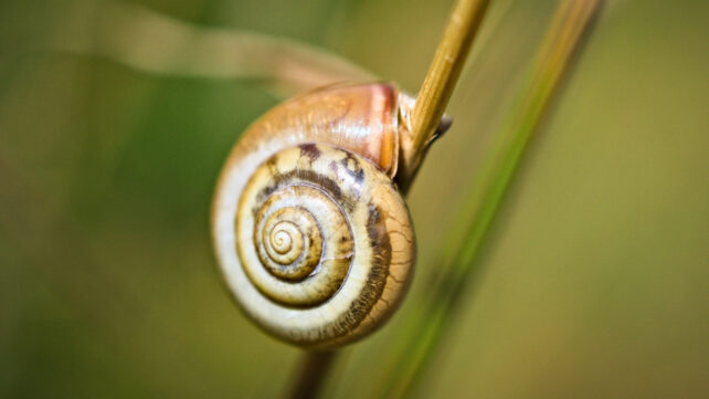 Snails Carry a Surprising Record of Extreme Weather on Their Backs