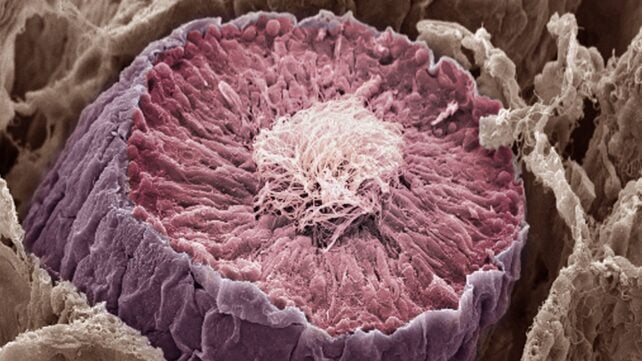 Mutant Sperm Are Waging a Fierce Survival-of-The-Fittest Battle Inside Men's Testicles
