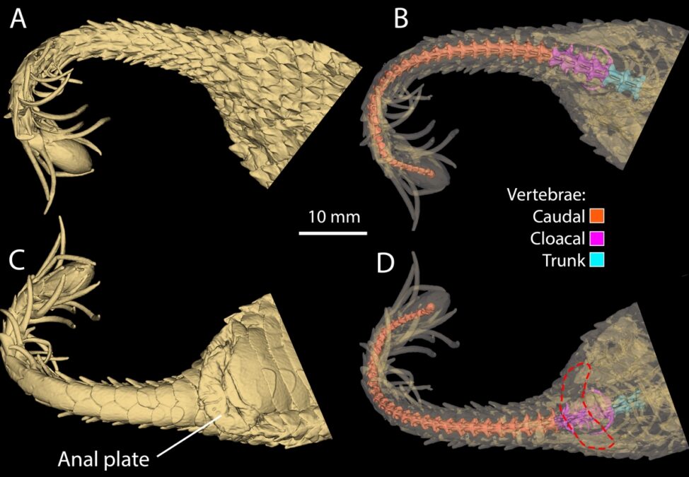 Mysterious Viper With a 'Spider' For a Tail Reveals Another Cunning Surprise
