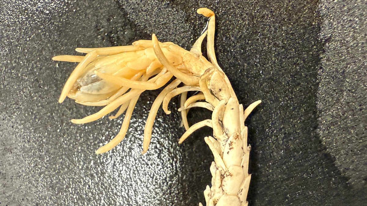 Mysterious Viper With a 'Spider' For a Tail Reveals Another Bizarre Surprise