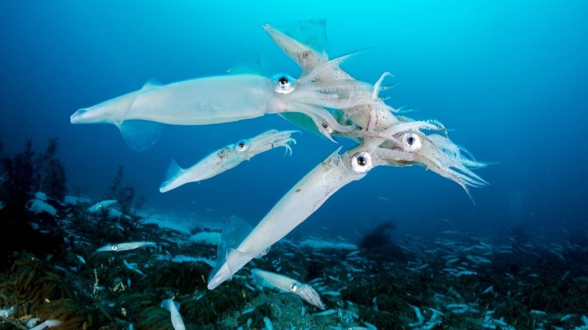 Squid Are Taking Over The Ocean – And Not For The Reason You Might Think