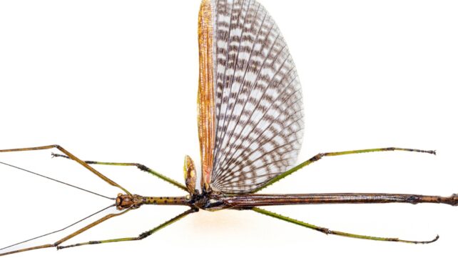 Two New Large Stick Insect Species Found in Australia, Including One Misidentified For 50 Years