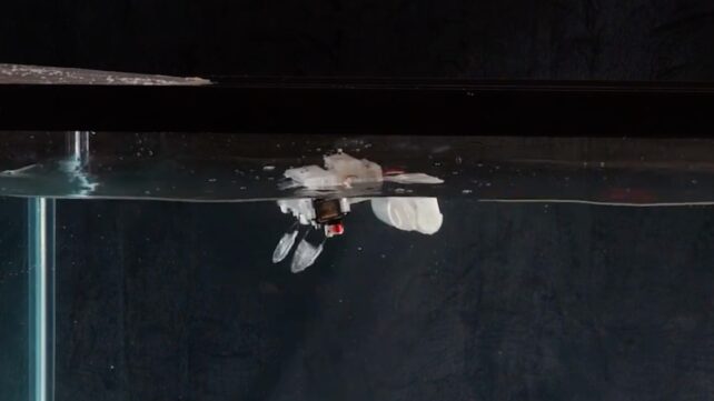 This Tiny Robot Hops Like a Frog, Then Paddles Through Water