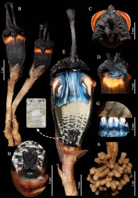 Detailed views of the roots, flower and internal anatomy of Thismia daemona