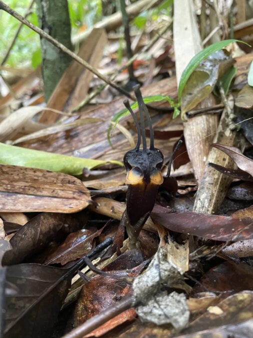 A black Thismia daemona flower with three horn-like appendages growing among fallen leaves
