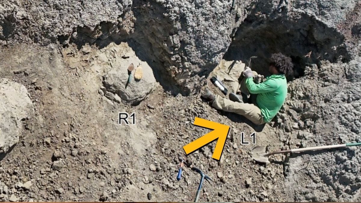 Scientists Find First Adult T. Rex Trackway – And The Footprints Are Human-Sized