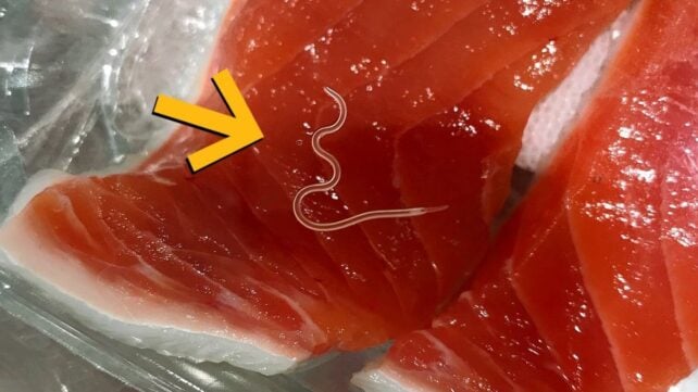 Scientists Find Parasites in Almost Every Fish From a Recent Tuna Haul &ndash; 96% Were Infected