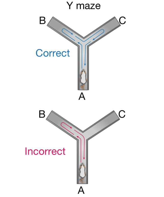 In a Y-maze test of working memory, control and xenocortical mice preferred to explore a new arm of the maze, while apallial mice performed no better than chance.